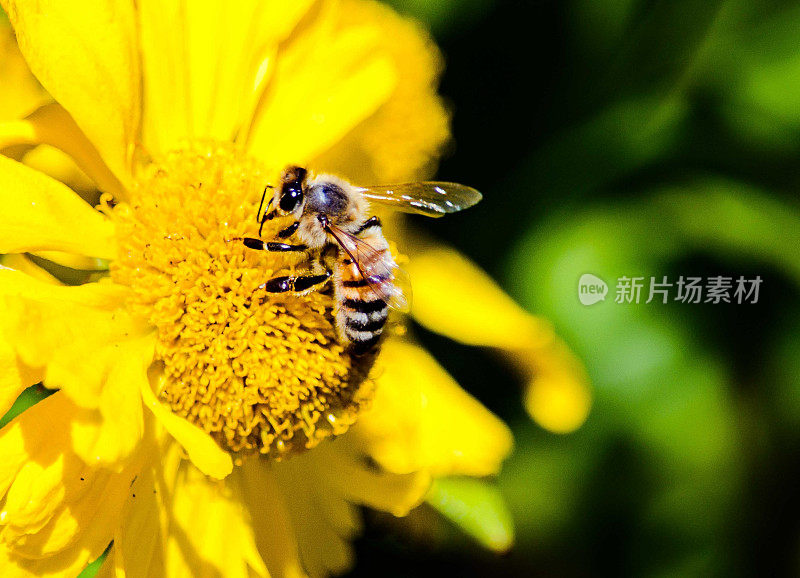 蜜蜂采集黄牛棚雏菊花粉