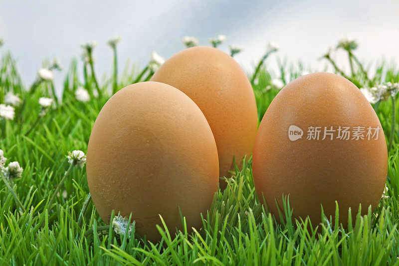 阳光普照的草地上有三个棕色的鸡蛋。