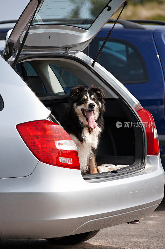 边境牧羊犬坐在汽车的敞篷后备箱里