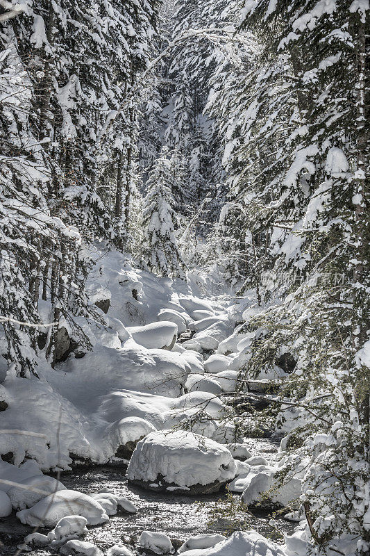 冰雪覆盖的冬季景观