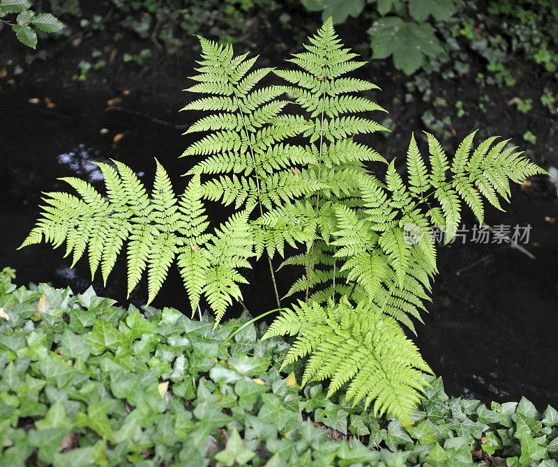 蕨类植物和常春藤