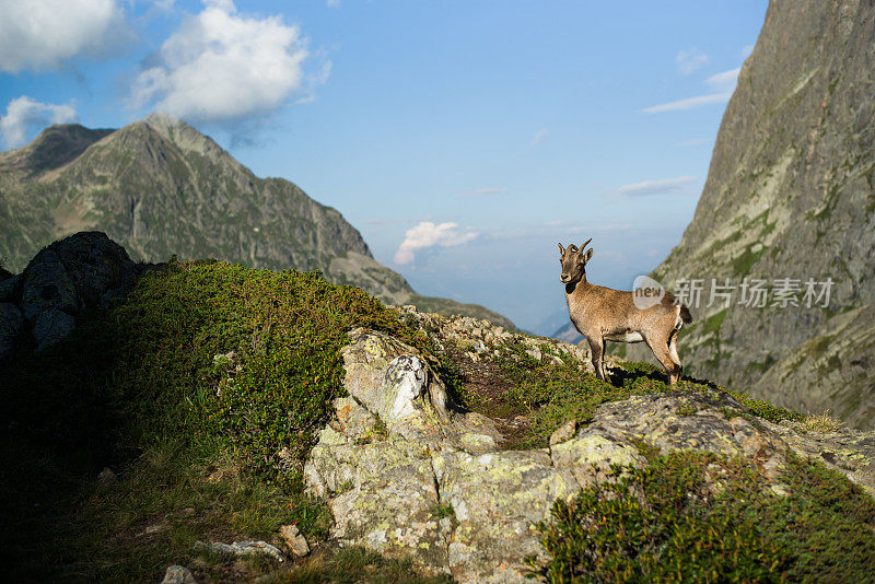 高山山羊