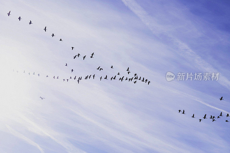 大雁排成队形飞过冬天的天空。冬季迁移