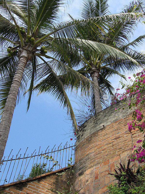 椰子树和砖墙