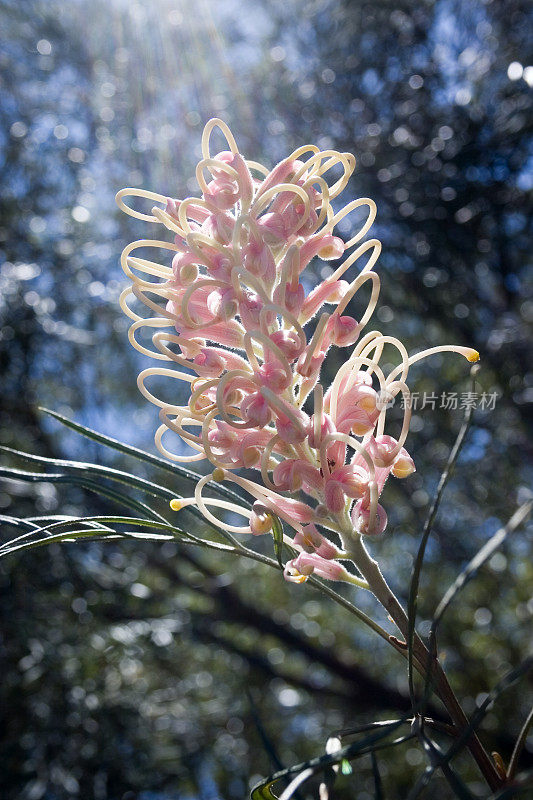 阳光下的澳大利亚格栅花