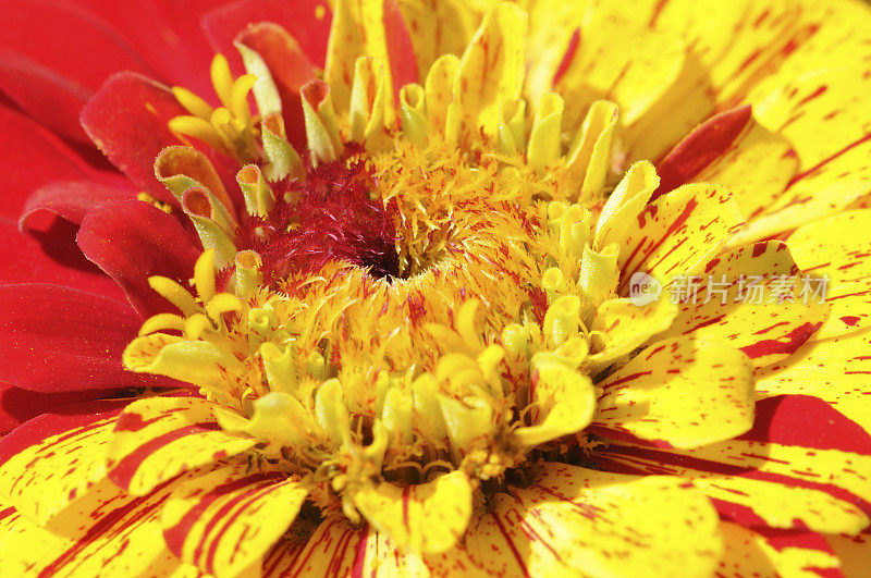 Zinnia特写镜头