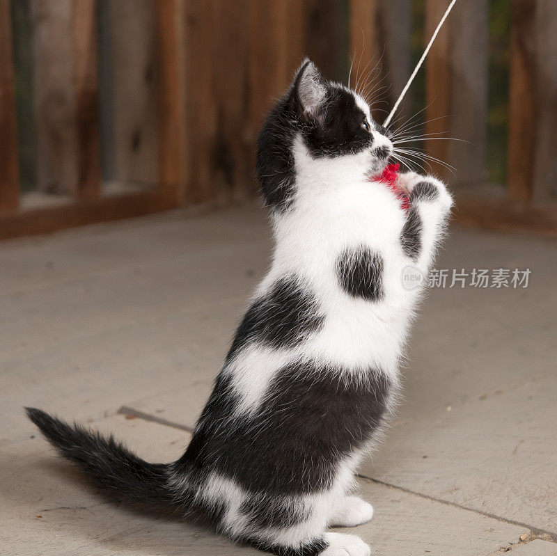 小猫在玩绳子玩具
