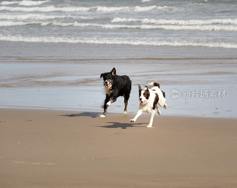 两只边境牧羊犬在海滩上奔跑