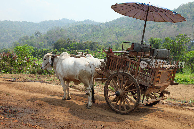 牛车在泰国