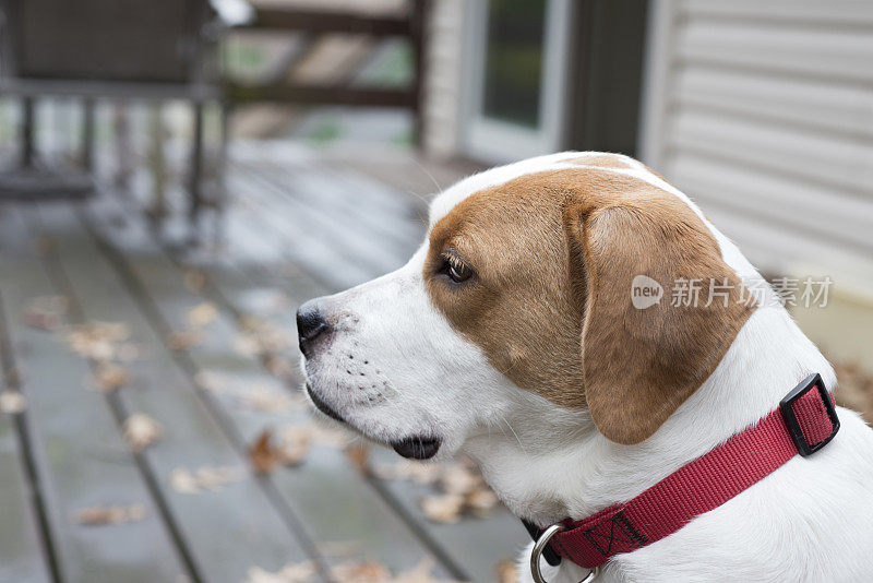 英国斗牛犬，红项圈比格犬