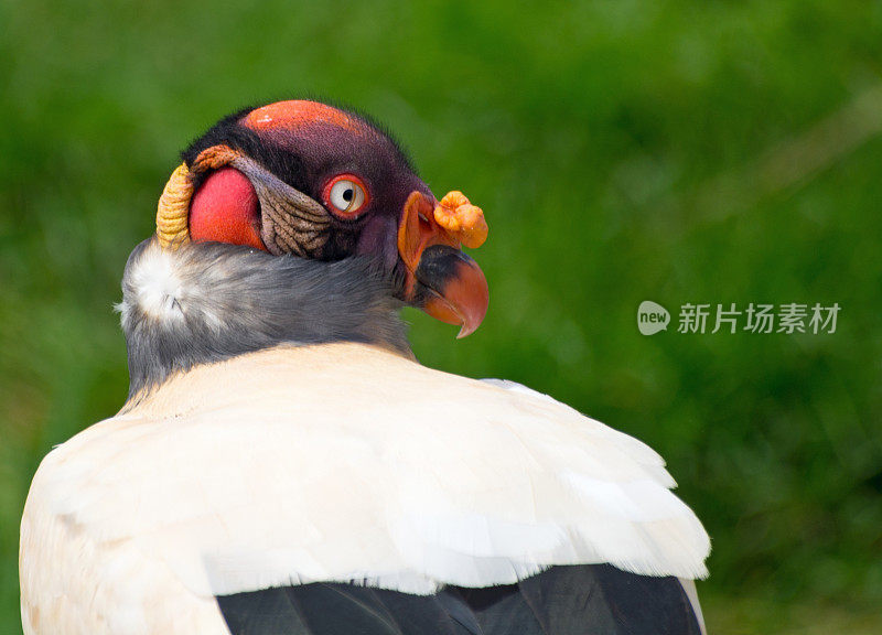 美国秃鹰王