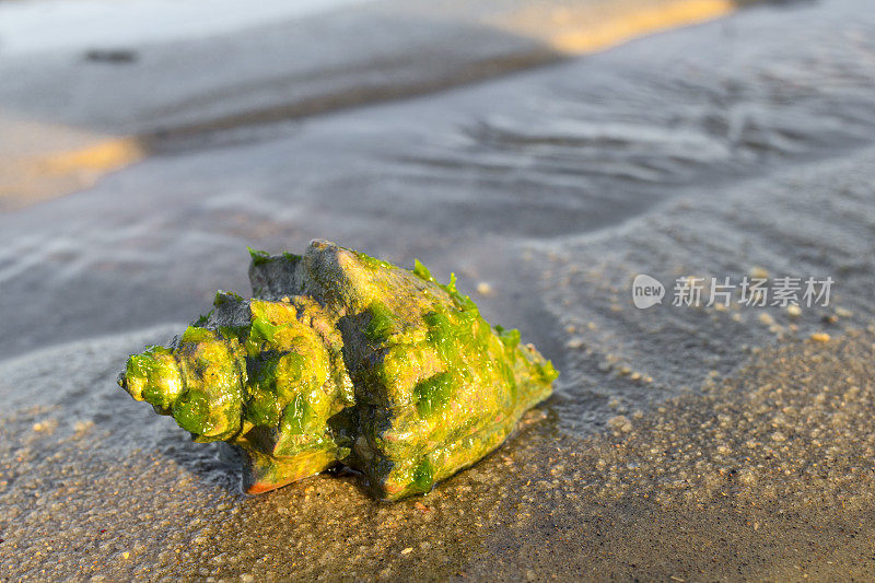 海滩上的贝壳