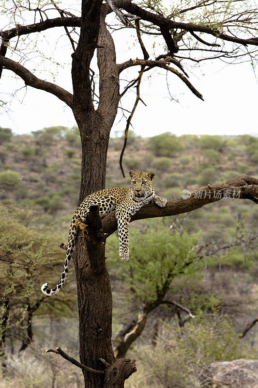 纳米比亚荒野中的豹