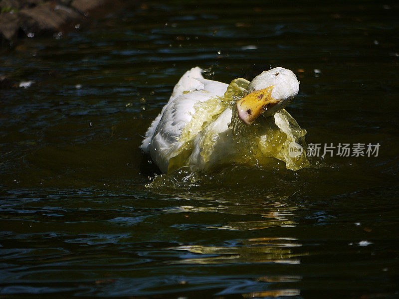 白鸭子游泳时摇头