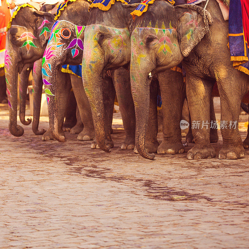 印度胡里节的大象