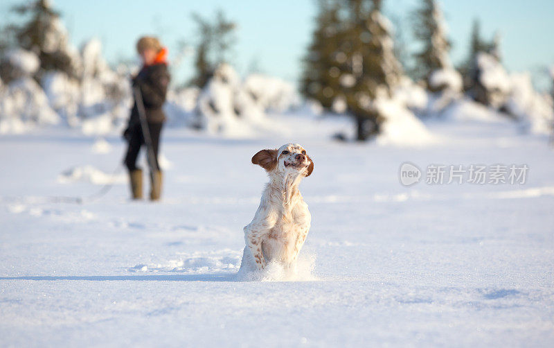 挪威辛弗杰尔・奥普兰，一只在雪地里玩耍的英国赛特犬