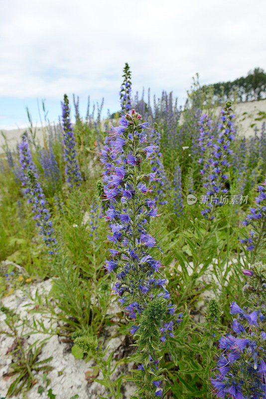 牛舌草(Echium)