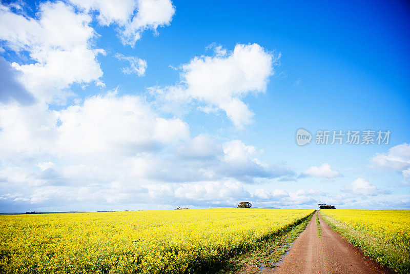 穿过黄色田野的路