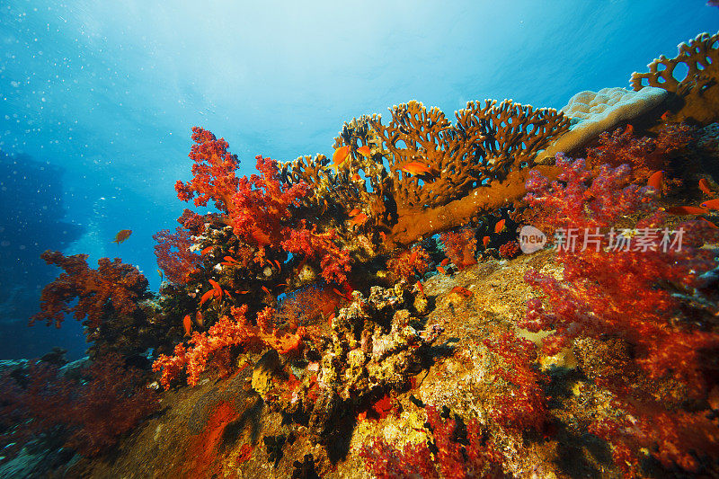 珊瑚礁海洋生物水下摄影