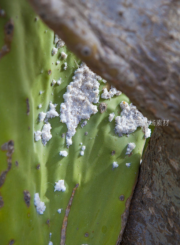 卡波德加塔的Opuntia和寄生虫