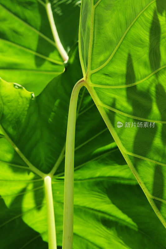 Colocasio象耳植物叶