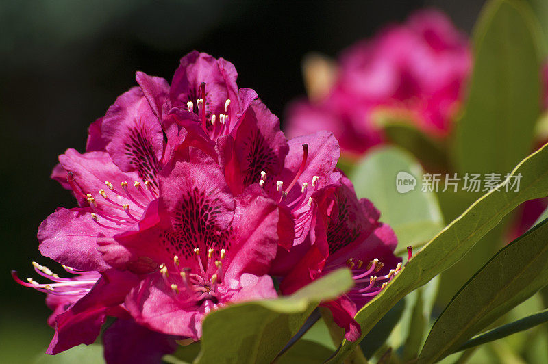 杜鹃头状花序