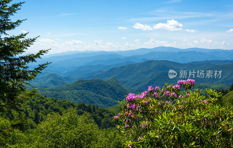 烟雾山林地杜鹃花