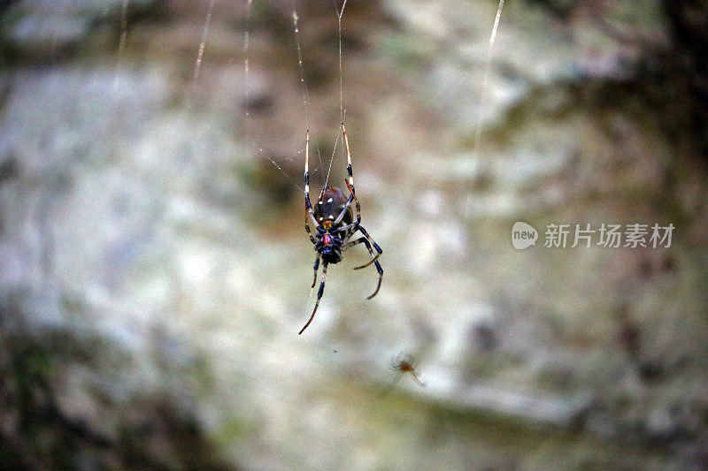 马达加斯加:Ranomafana国家公园的蜘蛛