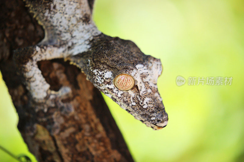 马达加斯加:曼塔迪亚国家公园里的苔藓叶尾壁虎