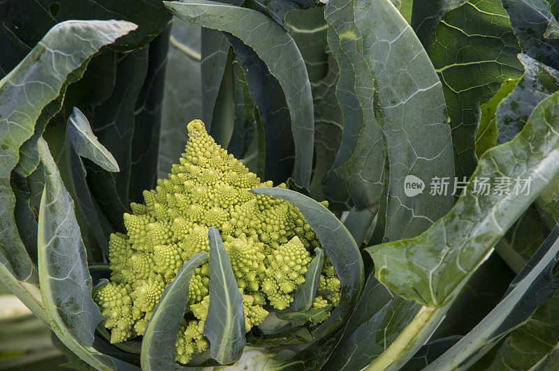 有机罗马花椰菜田间生长特写