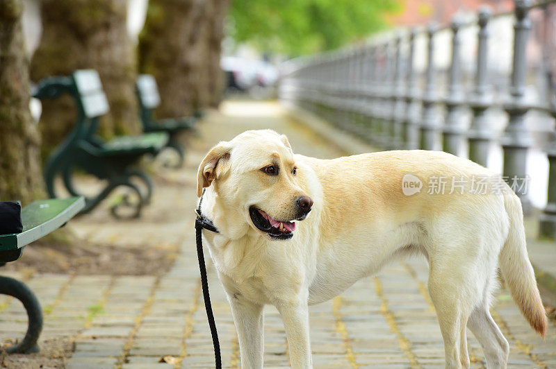 拉布拉多寻回犬