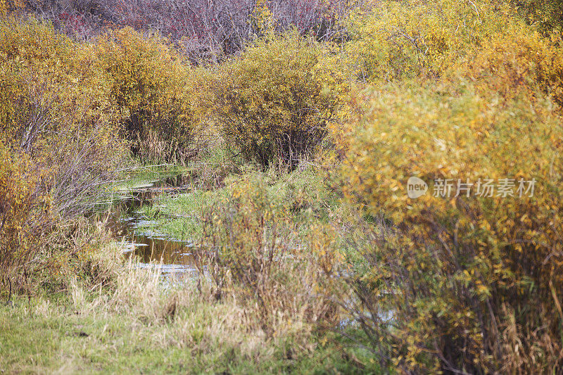 明尼苏达秋天-池塘多彩的树叶