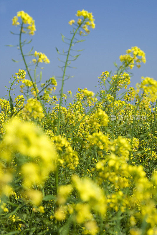 替代能源-菜籽油