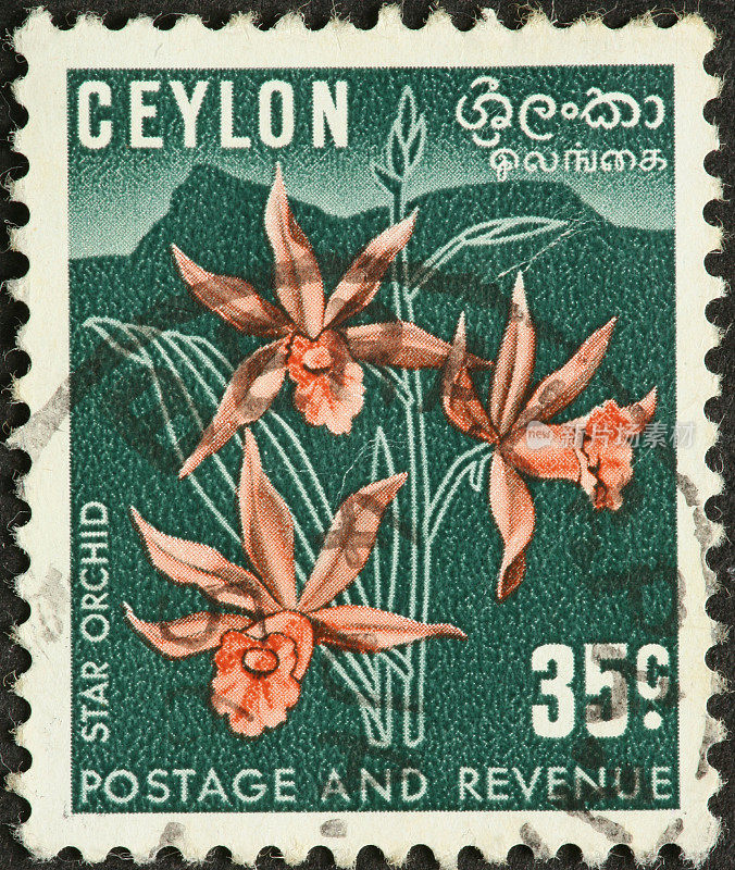 在旧锡兰(斯里兰卡)邮票上的星形兰花
