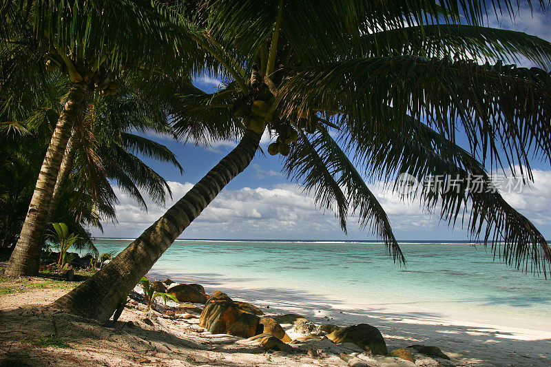 南太平洋拉罗汤加海滩上的棕榈树