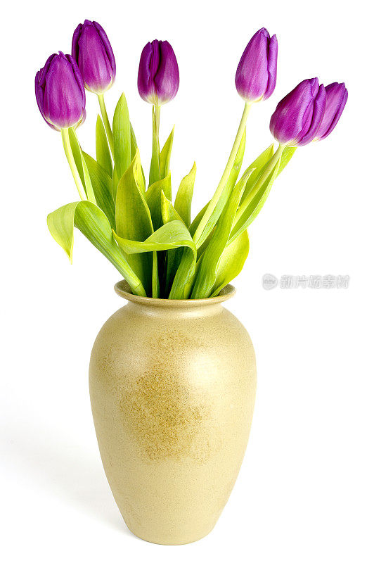 花瓶里紫色郁金香的排列