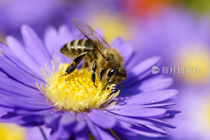 蜜蜂在米迦勒菊上