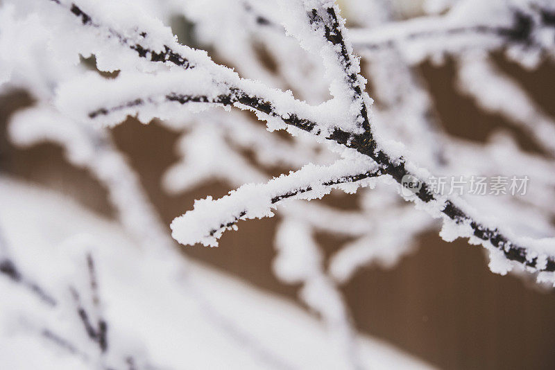 光秃秃的树枝上爬满了冬天的初雪