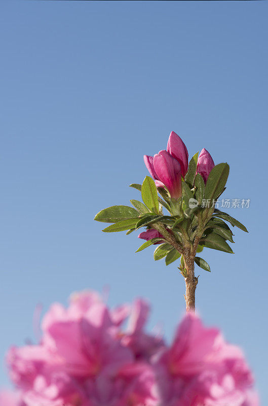 盛开的杜鹃花丛，粉红色的花