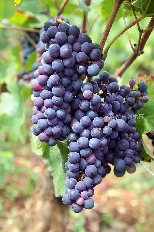 生长在葡萄园中的红葡萄酒葡萄