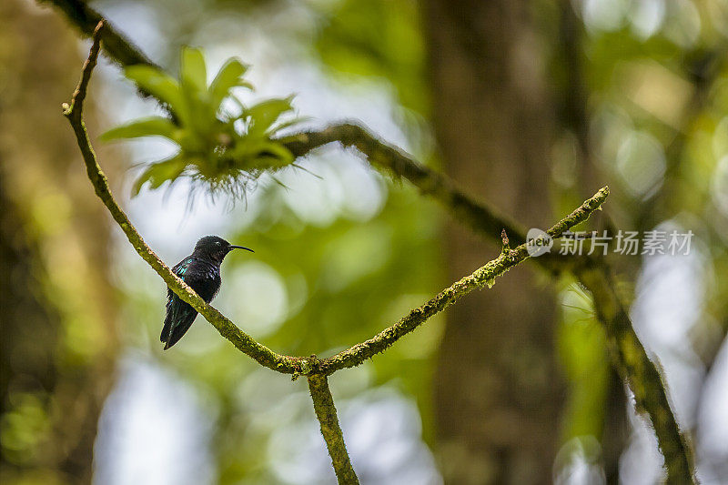 加勒比翡翠蜂鸟
