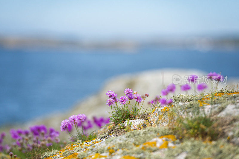 博胡兰的海上节俭