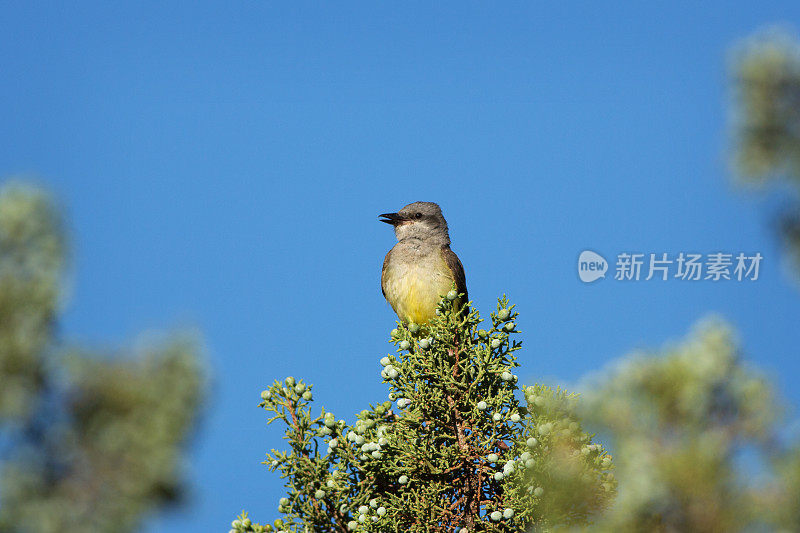 西方美洲食蜂鹟