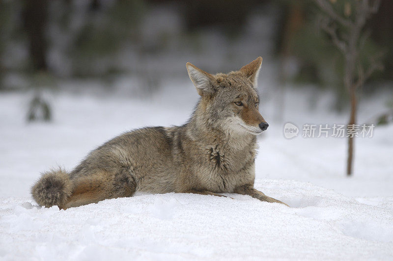 一只土狼躺在雪地里的选择性聚焦图像