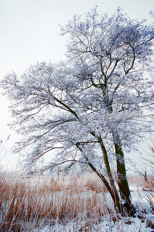 桤木在冬天与雪