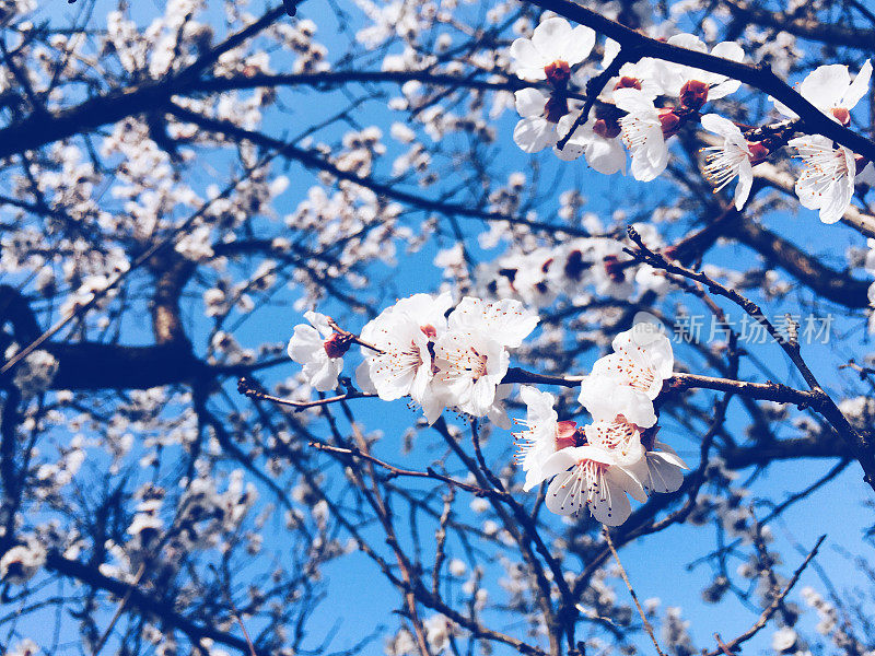 美丽的樱花