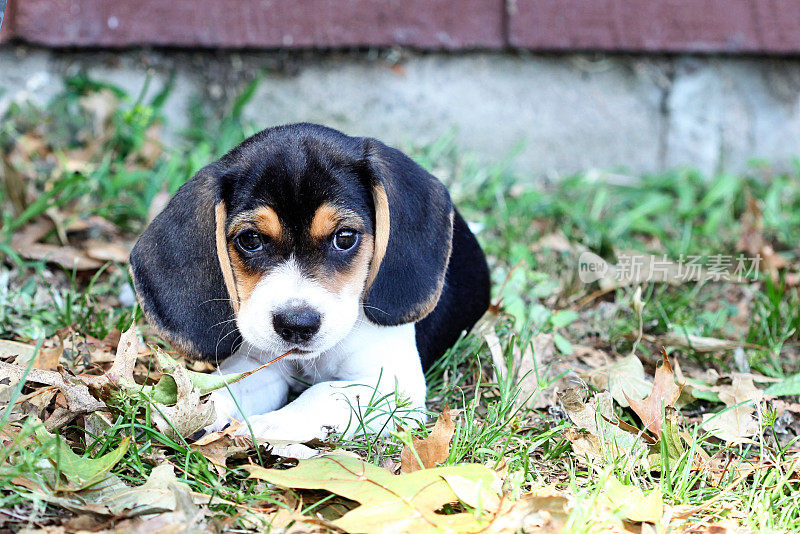 小猎犬小狗