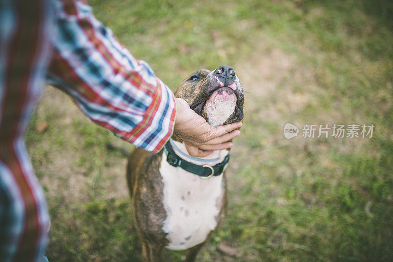 斗牛犬的狗