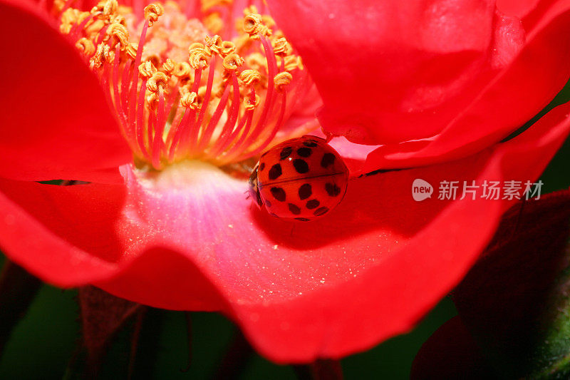 红花中的瓢虫