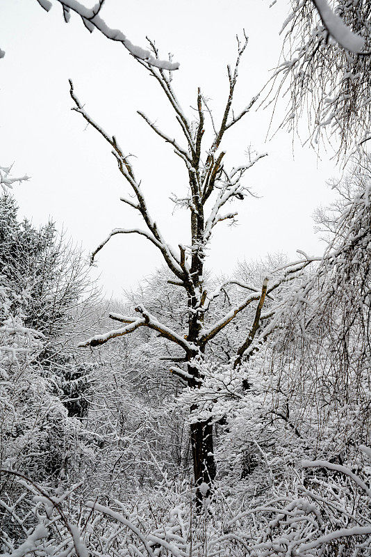 雪的场景